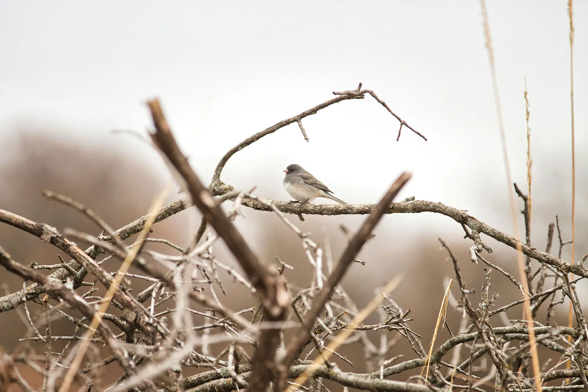 止まり木イメージ